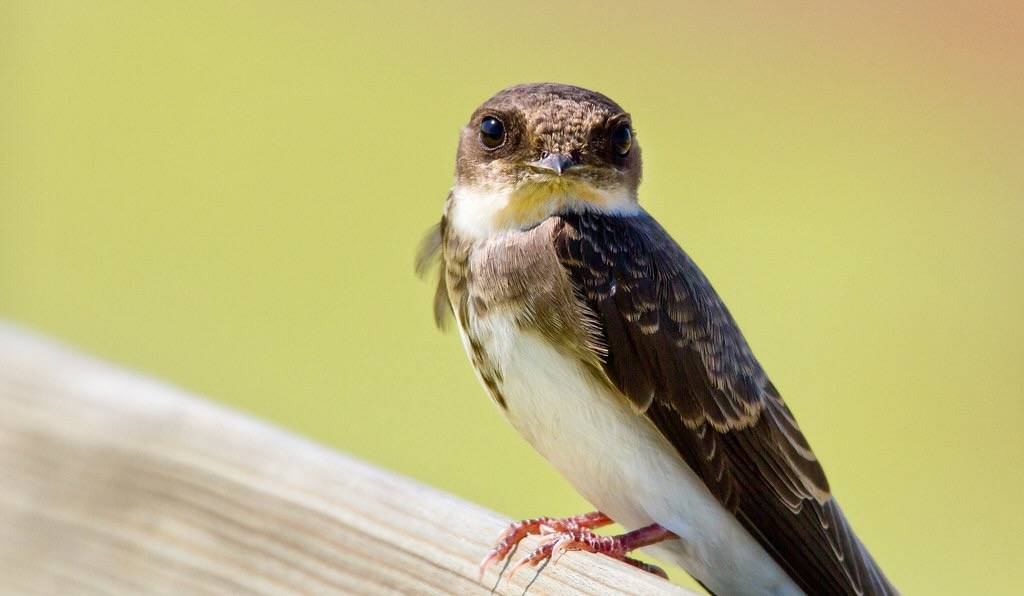 Bank Swallow by Shawn McCready is licensed under CC BY-ND 2.0